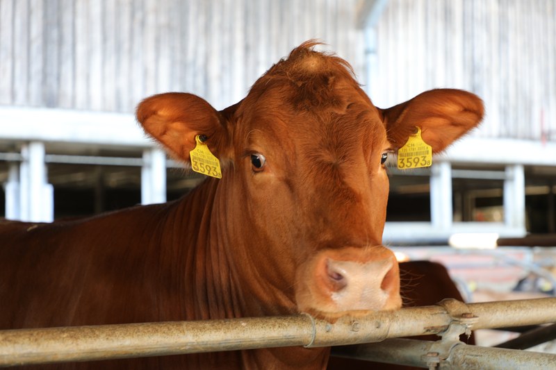 2024-mtbraceseries-wetzikon - MK4_2881